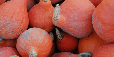 Venderé calabazas de Hokkaido, calidad de mercado, alrededor de