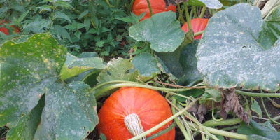 Calabazas con un peso de 10 kg a 60