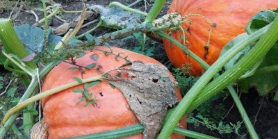 Calabazas con un peso de 10 kg a 60