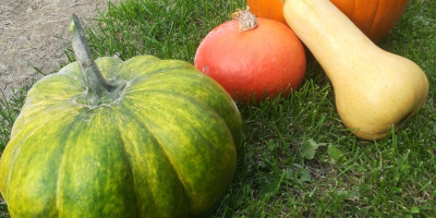 Venderé calabazas no rociadas, variedades de hokkaido, bambino, moscatel