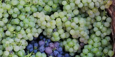 Las uvas son incienso y melot, producidas en la