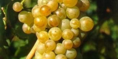 Vendo uvas de producción propia del viñedo Dragasani, provincia