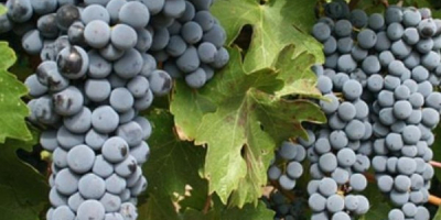 Vendo uvas de producción propia del viñedo Dragasani, provincia