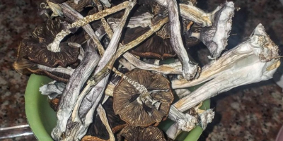 Cultivamos las mejores setas y tope con productos ecológicos