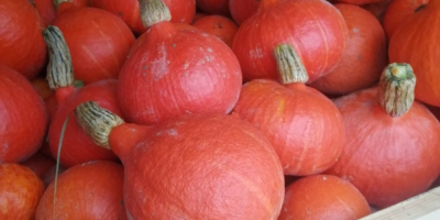 Hola, vendo calabazas hokkaido. Calabaza sin fertilizantes y pulverizando.