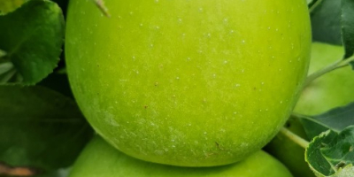 deliciosas manzanas frescas, dulces y jugosas directamente del huerto