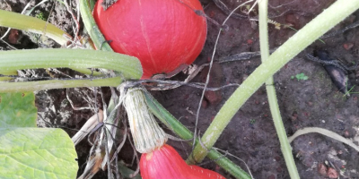 Venderé calabazas hokaido, bien coloreadas, unas 15 toneladas