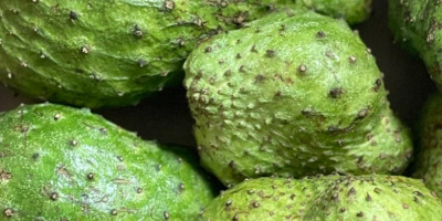La guanábana es un tipo de fruta que se