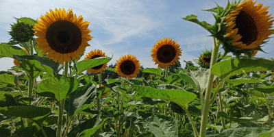 Taiyo girasol ornamental flor recién cortada para la venta