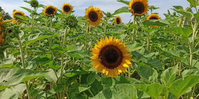 Taiyo girasol ornamental flor recién cortada para la venta