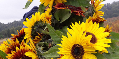 Girasol decorativo para flor cortada &#39;Taiyo&#39; (Helianthus Annuus) Hola.