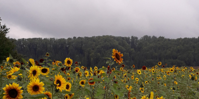 Girasol decorativo para flor cortada &#39;Taiyo&#39; (Helianthus Annuus) Hola.