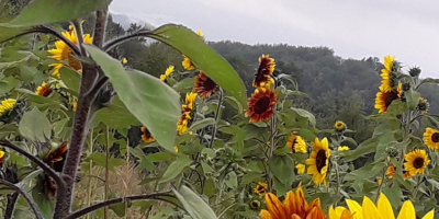 Girasol decorativo para flor cortada &#39;Taiyo&#39; (Helianthus Annuus) Hola.