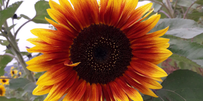 Girasol decorativo para flor cortada &#39;Taiyo&#39; (Helianthus Annuus) Hola.