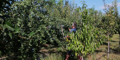 Frutas, con Barcea, condado de Galati