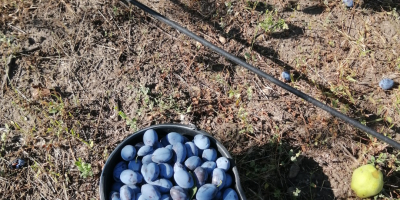 Frutas, con Barcea, condado de Galati