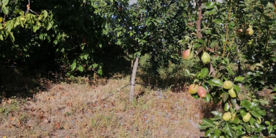 Frutas, con Barcea, condado de Galati