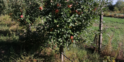 Frutas, con Barcea, condado de Galati