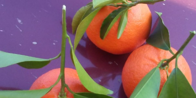 Se comercializan mandarinas satumas de las variedades Okitsu e