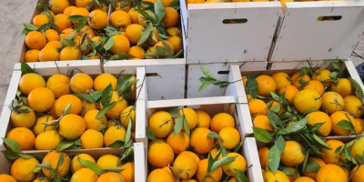 Se comercializan mandarinas satumas de las variedades Okitsu e