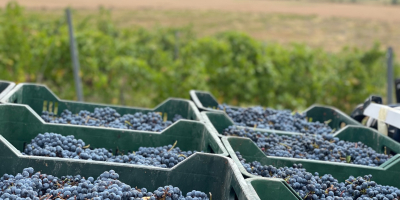 Venta de uvas - Variedades de vino - Cabernet