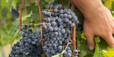 Venta de uvas - Variedades de vino - Cabernet