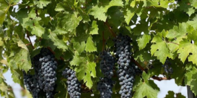 Venta de uvas - Variedades de vino - Cabernet