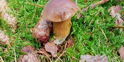 Ofrezco a la venta sombreros boletus de este año,