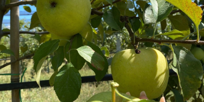 Desde el principio del mundo, cuando la manzana era