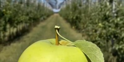 Desde el principio del mundo, cuando la manzana era