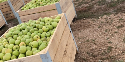 Desde el principio del mundo, cuando la manzana era