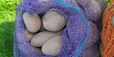 Patatas de las variedades bellarosa y vineta. Sacos de