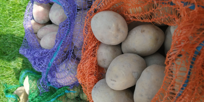 Patatas de las variedades bellarosa y vineta. Sacos de