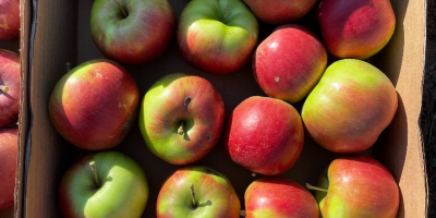 Manzanas para consumo