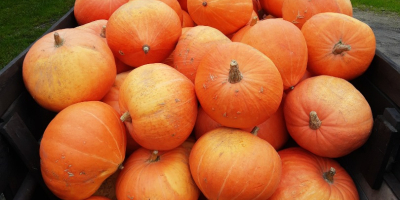 Venderé una calabaza de mi propia granja. Precio por