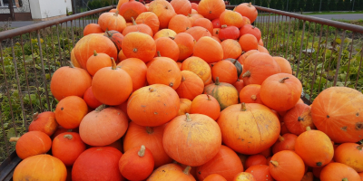 Venderé una calabaza de mi propia granja. Precio por