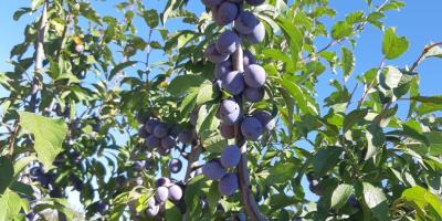 Los frutos son muy sanos, dulces y fragantes.