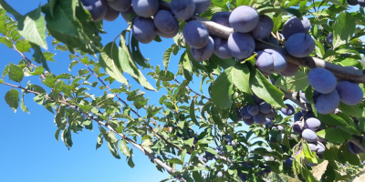 Los frutos son muy sanos, dulces y fragantes.