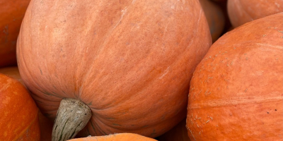 Venderé una calabaza gigante. Peso de unos 20 kg.