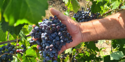 Hola. Venta de uvas Vides de alta calidad para