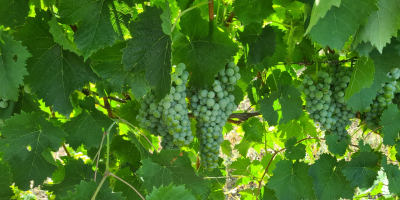 Hola. Venta de uvas Vides de alta calidad para