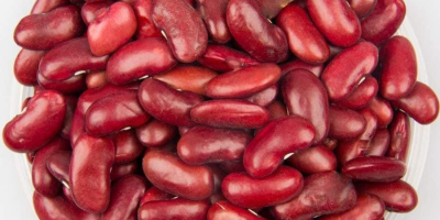 Frijoles rojos y blancos disponibles. Condiciones de pago TT.