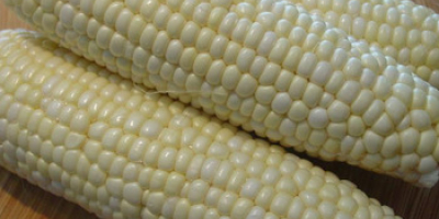 MAÍZ BLANCO Y AMARILLO, MAÍZ KERNEL ENTERO El maíz