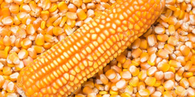 MAÍZ BLANCO Y AMARILLO, MAÍZ KERNEL ENTERO El maíz