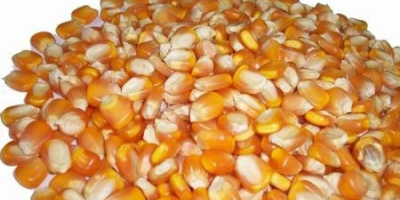 MAÍZ BLANCO Y AMARILLO, MAÍZ KERNEL ENTERO El maíz