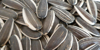 rop Black Sunflower Seeds Precio de alta calidad -