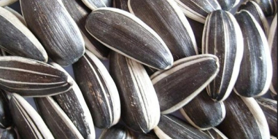 rop Black Sunflower Seeds Precio de alta calidad -