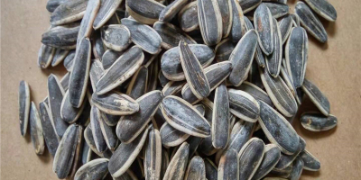 rop Black Sunflower Seeds Precio de alta calidad -