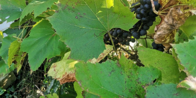 Hola uvas negras ecológicas Precio a acordar llamar al