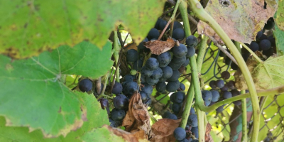 Hola uvas negras ecológicas Precio a acordar llamar al